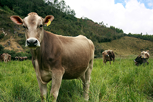 FONCREAGRO - somos 3